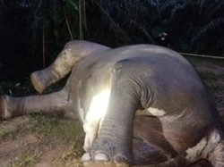 Gajah Liar Ditemukan Mati di Areal Perkebunan Aceh Tamiang