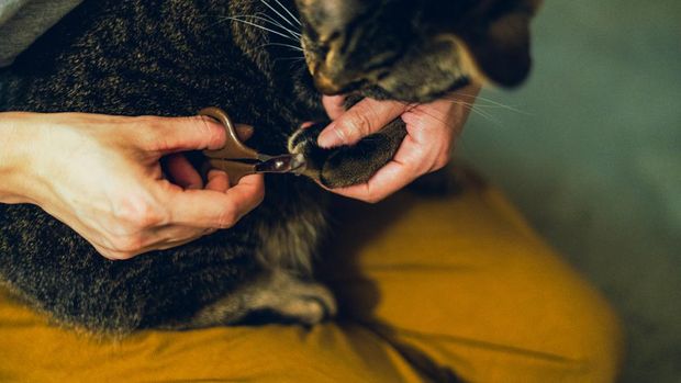 Cara memotong kuku kucing yang salah bisa membuat anabul satu ini jadi stres.