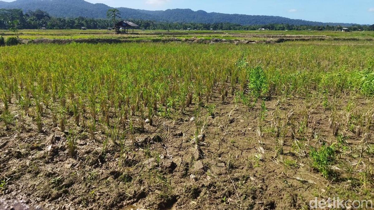 Kekeringan Parah, Puluhan Hektare Sawah di Bogor Terancam Puso