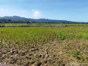 808 Hektare Sawah di 17 Kecamatan Pandeglang Kekeringan