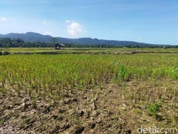 808 Hektare Sawah di 17 Kecamatan Pandeglang Kekeringan