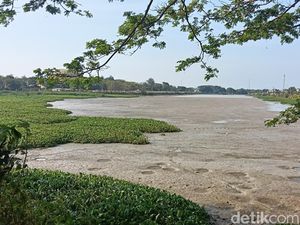 Potret Waduk Bojongsari Indramayu yang Kini Mengering