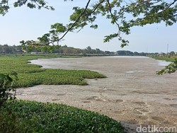 Potret Waduk Bojongsari Indramayu yang Kini Mengering