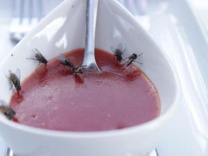 Lalat Suka Hinggap di Makanan, Kakinya Bisa Ikut Mendeteksi Rasa!