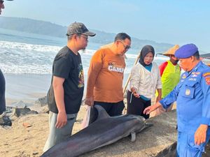 Diduga Kepanasan, Lumba-lumba 1,6 Meter Mati Terdampar di Pangandaran