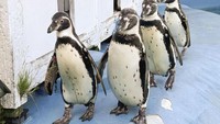 Sedih Banget, Semua Penguin di Kebun Binatang Ini Mati Digigit Nyamuk Malaria