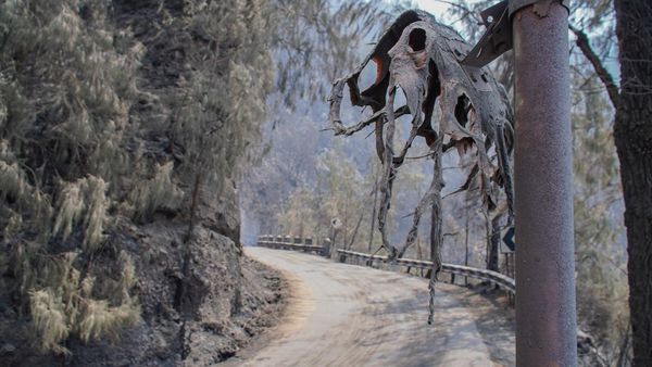 Kebakaran Hutan Tutup Akses Wisata Gunung Bromo