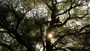 Pohon Tua Terancam Ditebang, Aktivis Duduki Batang Cottonwood di Perbatasan AS-Meksiko
