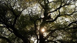 Pohon Tua Terancam Ditebang, Aktivis Duduki Batang Cottonwood di Perbatasan AS-Meksiko
