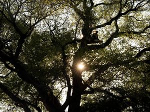 Pohon Tua Terancam Ditebang, Aktivis Duduki Batang Cottonwood di Perbatasan AS-Meksiko