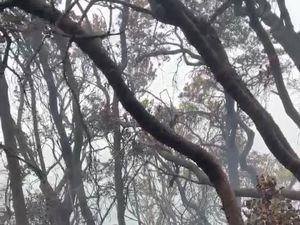 4 Hari Kebakaran Gunung Gede: 10 Hektare Lahan Hangus-Tersisa 4 Titik Api