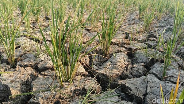 Hamparan Sawah di Indramayu Kekeringan Setelah Ditanami Benih Padi