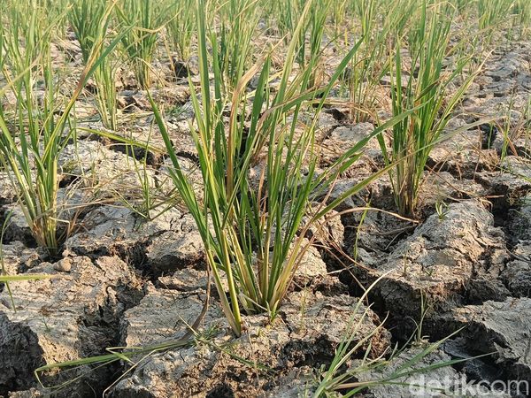 Hamparan Sawah di Indramayu Kekeringan Setelah Ditanami Benih Padi