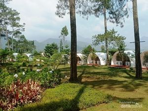 Menyusuri Sejuknya Hutan Pinus di Taman Wisata Kebon Pines
