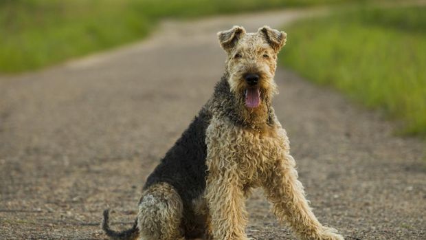 Anjing Airedale Terrier Meski berukuran medium, Airedale Terrier tak kalah dari anjing besar untuk jadi anjing penjaga rumah.