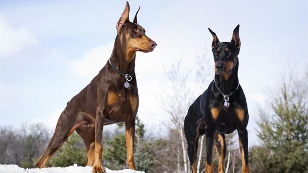 Anjing Doberman Pinscher Tampak garang, Doberman Pinscher juga cocok jadi anjing penjaga rumah.