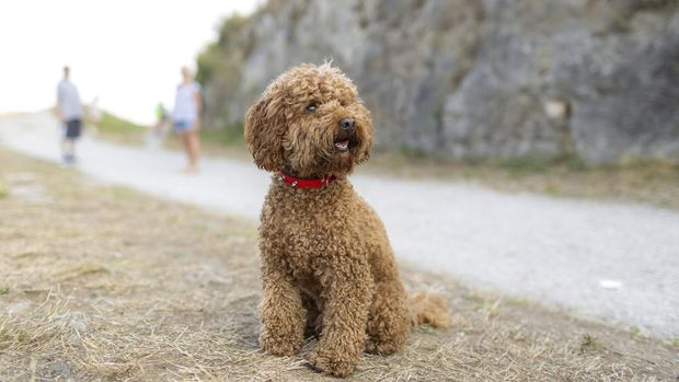 Anjing Labradoodle Anjing labradoodle merupakan salah satu jenis anjing penjaga rumah yang cocok.