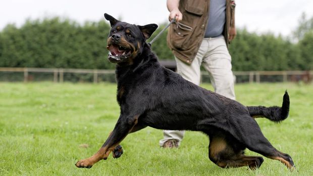 Anjing Rottweiler Punya wajah serius, tak heran Rottweiler sering jadi anjing penjaga rumah.
