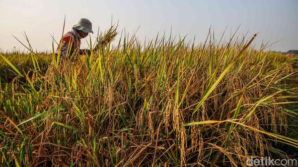 Di Tengah Kemarau, Sawah Pesisir Jakarta Tetap Panen