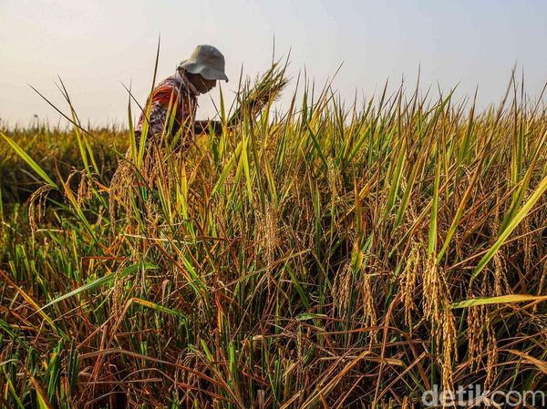 Di Tengah Kemarau, Sawah Pesisir Jakarta Tetap Panen