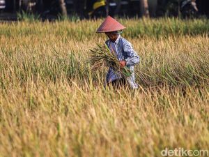Produksi Beras Diprediksi 31,4 Juta Ton hingga Oktober