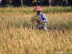 Produksi Beras Diprediksi 31,4 Juta Ton hingga Oktober