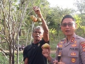 Kapolres TTS Dorong Pengembangan Bibit Apel Soe yang Melegenda