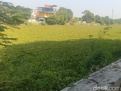 Penampakan Lautan Eceng Gondok Penuhi Sungai Cimanuk Indramayu