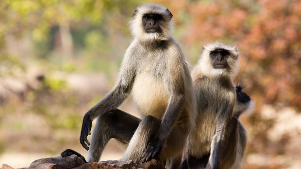 Monyet Langur India
