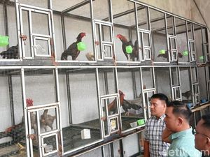 Hendak Diselundupkan ke Tarakan, 51 Ayam Rp 25-30 Juta per Ekor Diamankan
