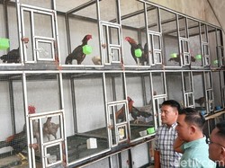 Polisi Gagalkan Penyelundupan 51 Ayam dari Malaysia di Batam