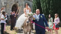 Bukan Naik Mobil, Viral Pengantin Ini Naik Sapi Kesayangan ke Gereja!