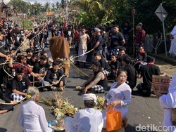 Mengarak Sapi di Bulan Kemerdekaan, Tradisi Sakral Mecaru Mejaga-jaga