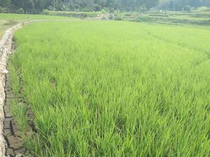 1.832 Sawah di Tana Toraja Kekeringan, Petani Terancam Gagal Panen