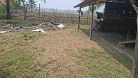 Polisi Selidiki Kasus 36 Kambing Disembelih, Pelaku Diduga Lebih dari 1 Orang