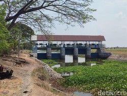 Pemkab Lamongan Pantau Bengawan Jero untuk Penanaman Padi Musim Kedua