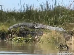 Buaya Raksasa Sering Muncul di Sungai Sidoarjo, Warga Sebut Pagi dan Sore