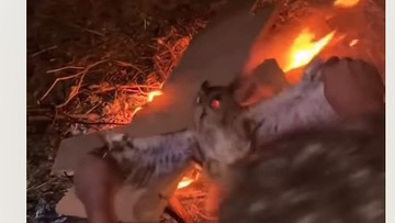 Kok Tega Sih Bakar Burung Hantu? Hewan Ini Berjasa Besar untuk Lingkungan