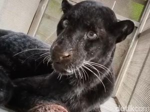 Video: Ngeri! Detik-detik Macan Kumbang Satroni Permukiman Warga di Batang