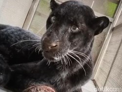 Macan Kumbang Satroni Permukiman di Gunungsari Batang, 7 Ternak Disantap
