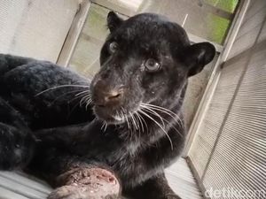 Macan Kumbang Masuk Permukiman di Batang, Mangsa Ternak Warga