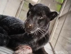 Macan Kumbang Masuk Permukiman di Batang, Mangsa Ternak Warga