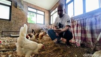 Rahasia Kamar 4x4 Meter di Bandung yang Tak Bau Meski Dihuni 22 Ayam