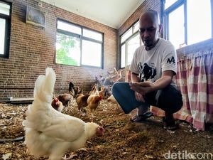 Rahasia Kamar 4x4 Meter di Bandung yang Tak Bau Meski Dihuni 22 Ayam