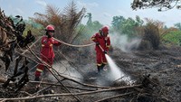 Karhutla Puluhan Hektare di Lahan Gambut Jambi Dilakukan Pendinginan