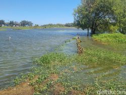 Puluhan Hektare Sawah di Bantul Kebanjiran Imbas Gelombang Laut Tinggi