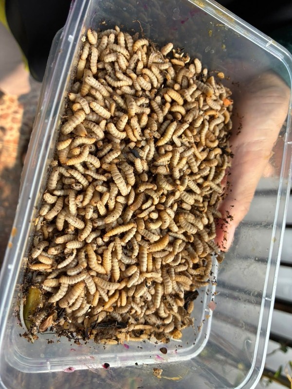 Maggot dari sampah organik RT 08 Malaka Jaya.