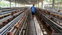 Lahan 22 Hektare di Bone Jadi Lokasi Proyek Hilirisasi Ayam