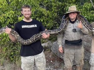 Sosok Kakek Usia 69 Tahun yang Juara Berburu Ular Piton