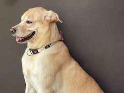 Potret John Wick Anjing Labrador di Bantul Mati Diracun Pemotor Misterius